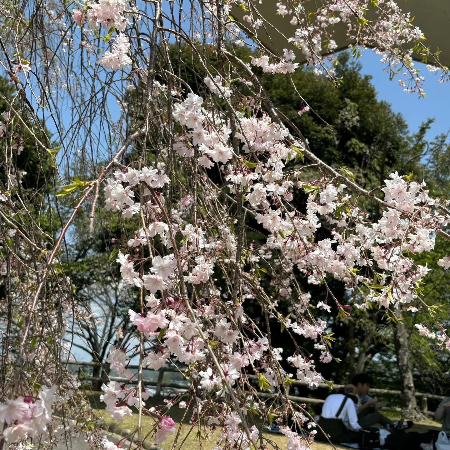 【幸田しだれ桜まつり】