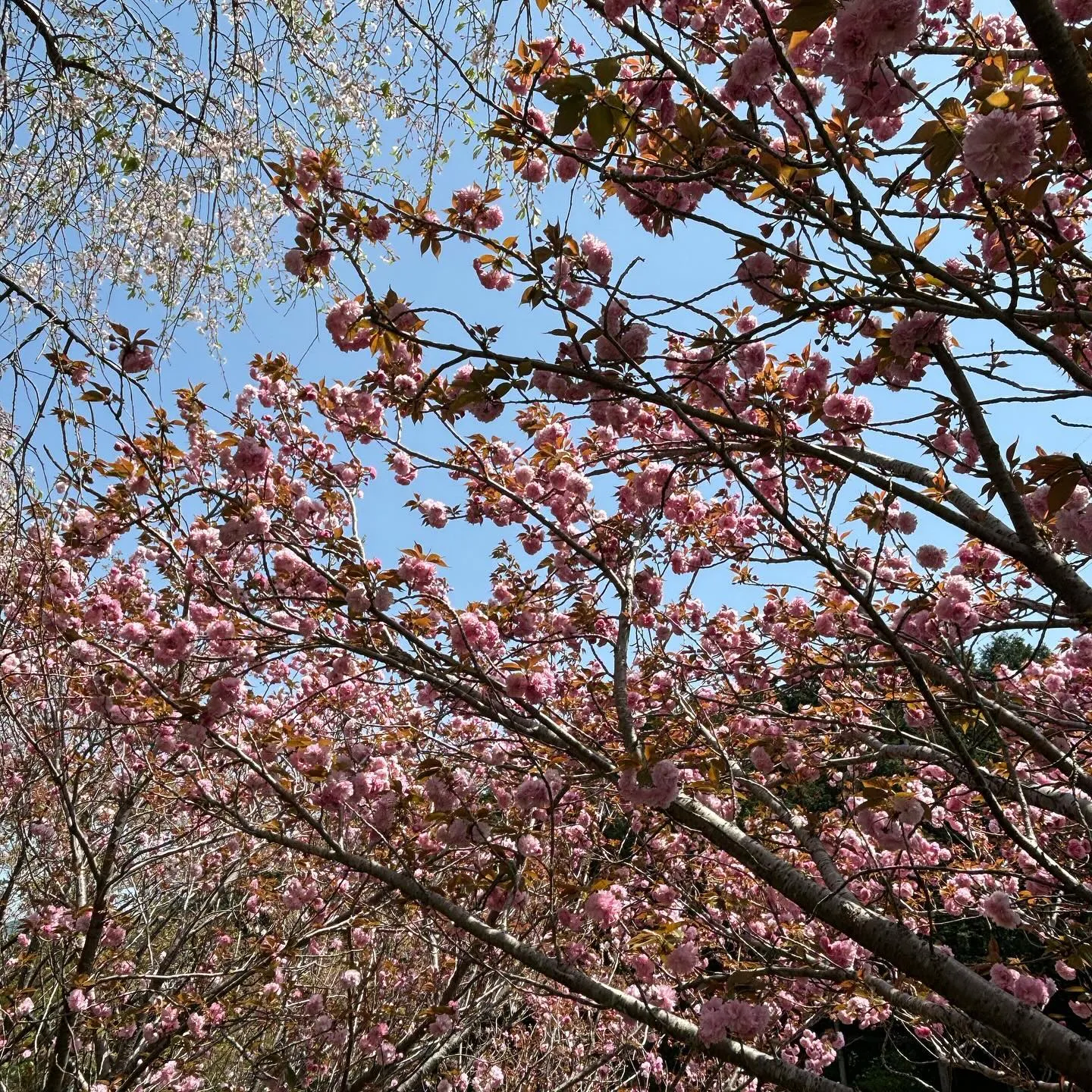 【幸田しだれ桜まつり】