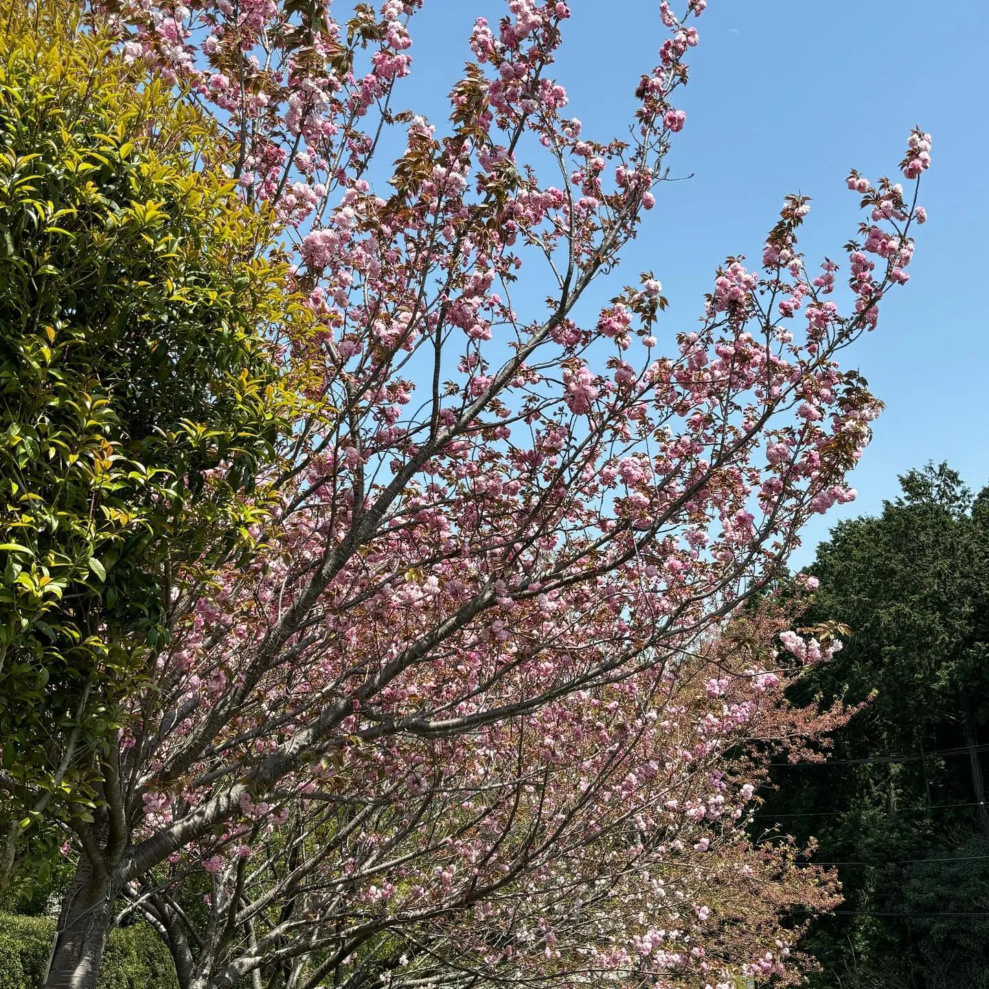 【幸田しだれ桜まつり】