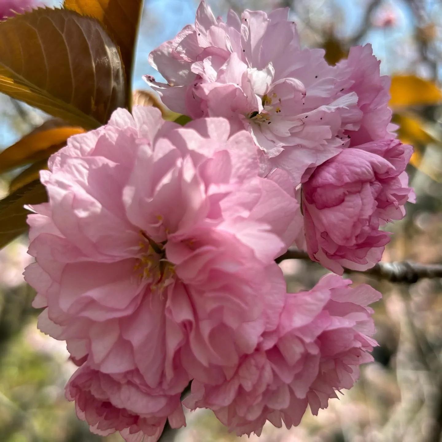 【幸田しだれ桜まつり】