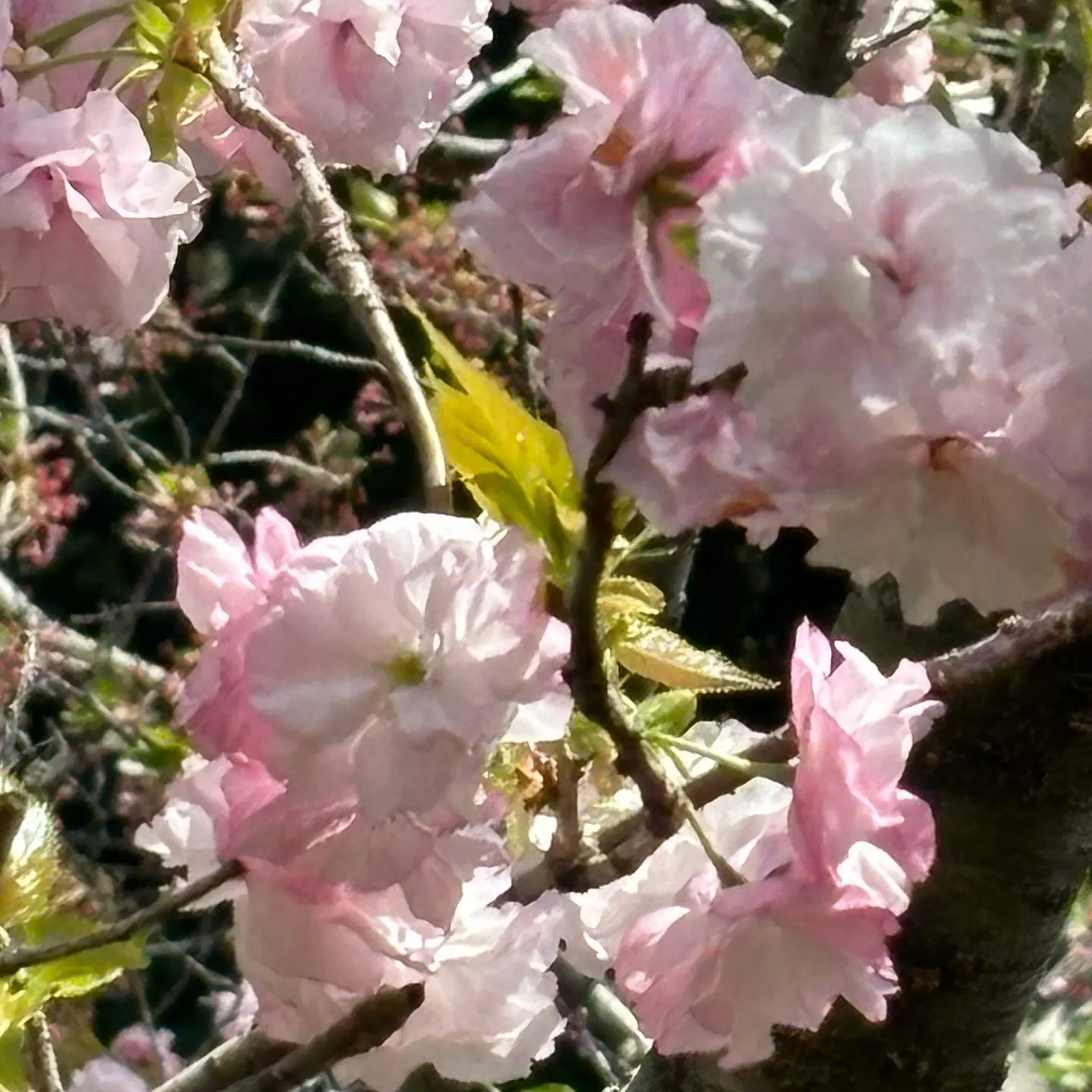 【幸田しだれ桜まつり】