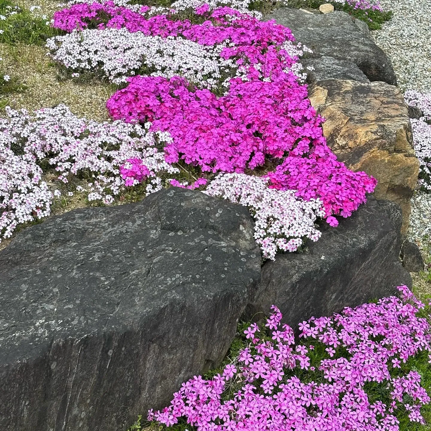 【幸田しだれ桜まつり】