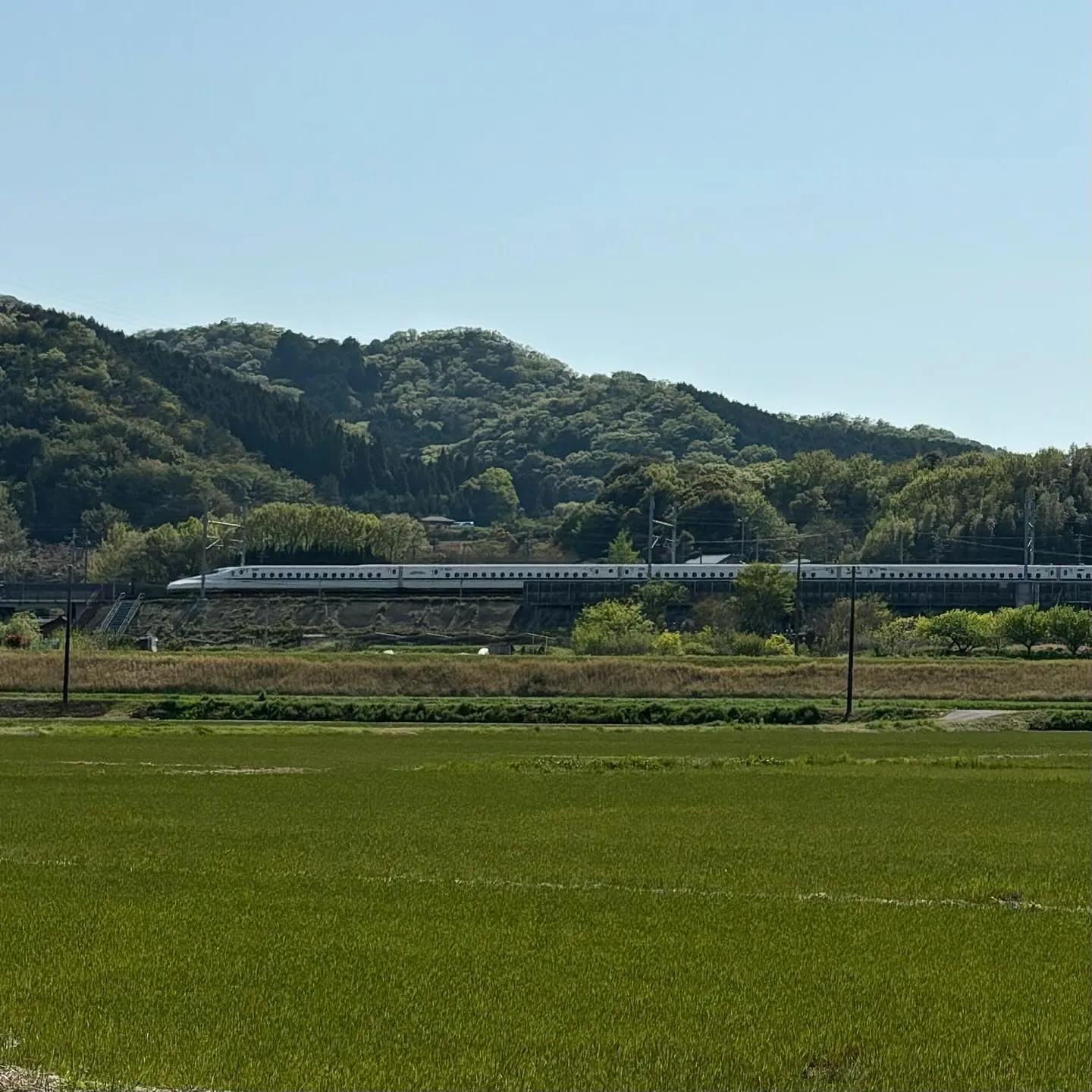 【幸田しだれ桜まつり】