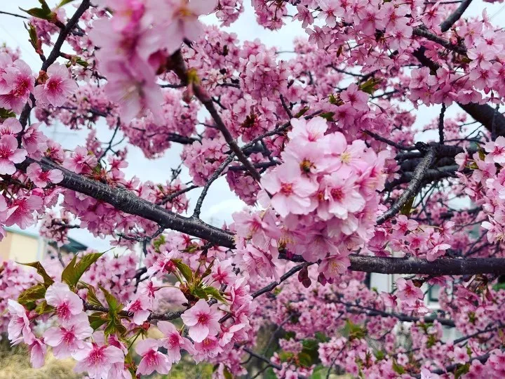 🌸河津桜に癒される🌸