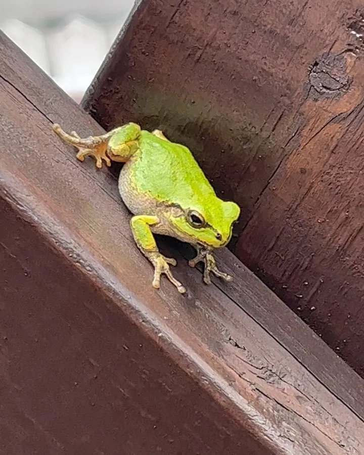 お庭に毎日いるカエルちゃん❣️