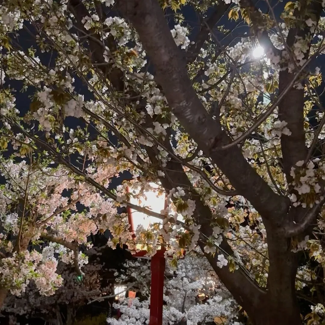 桜🌸キレイですねー。